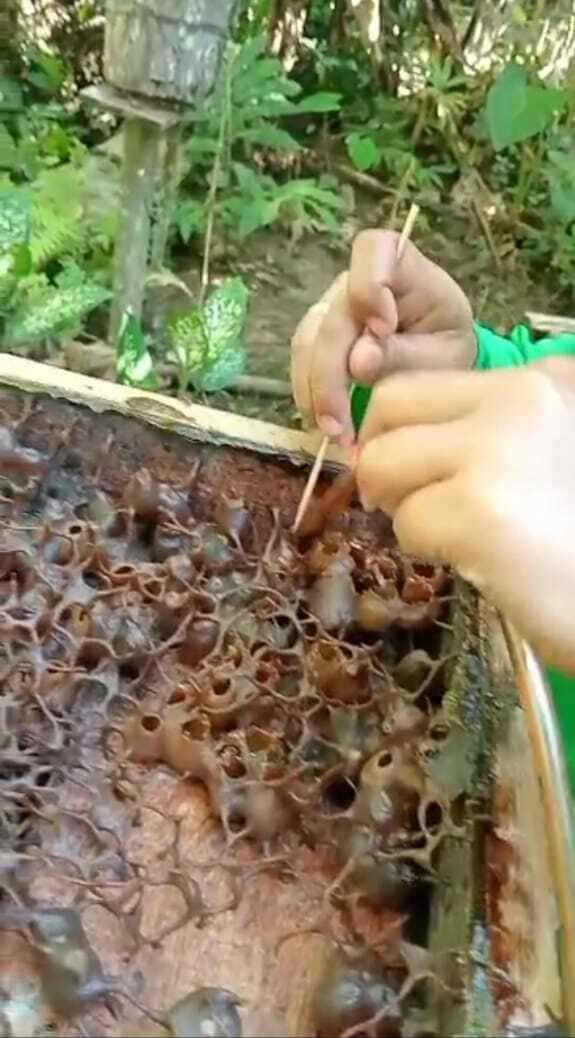 Budidaya Madu Klanceng